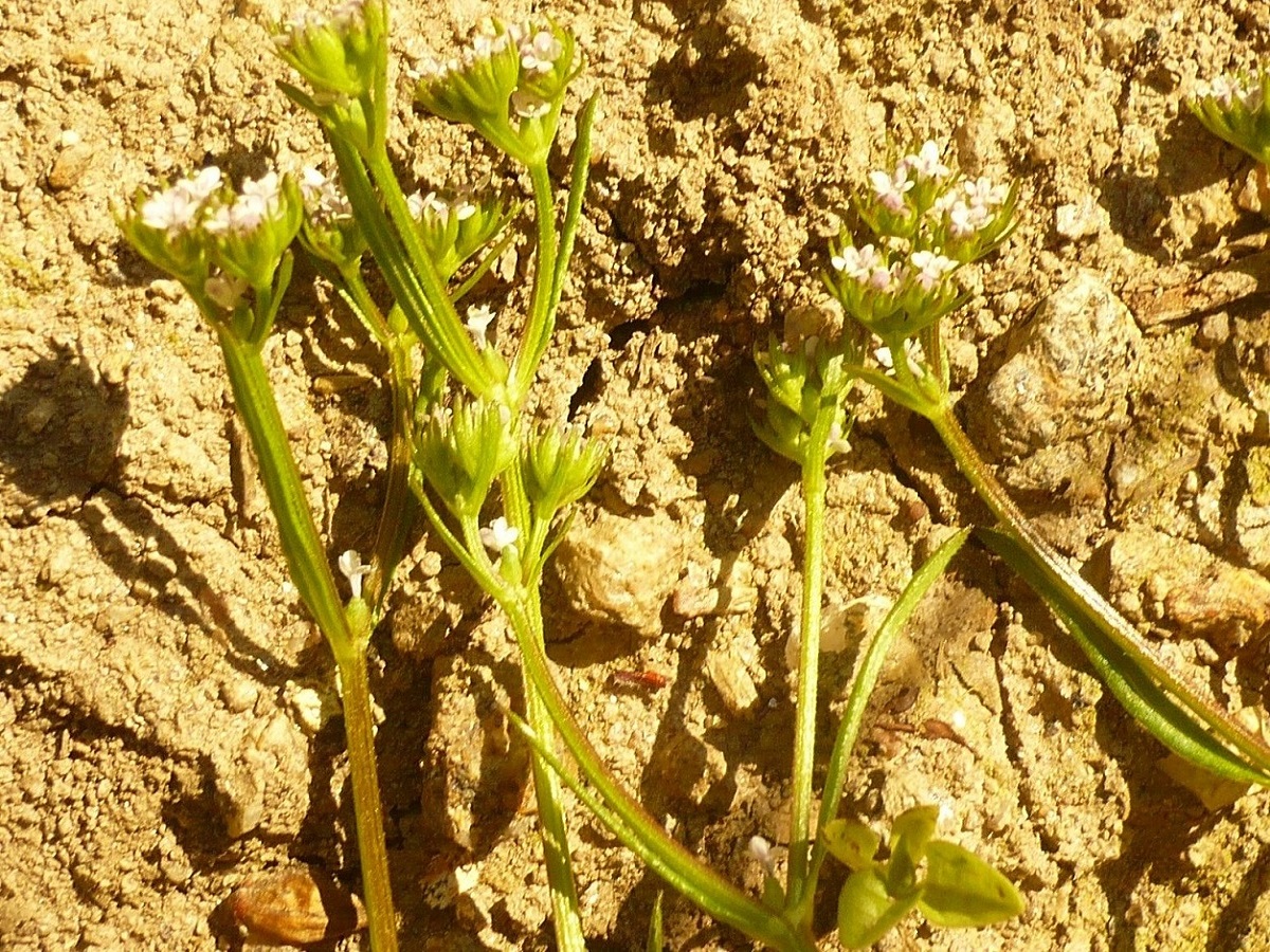Valerianella rimosa (Caprifoliaceae)